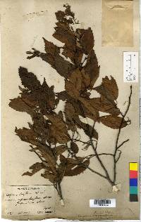 Carpinus tschonoskii image