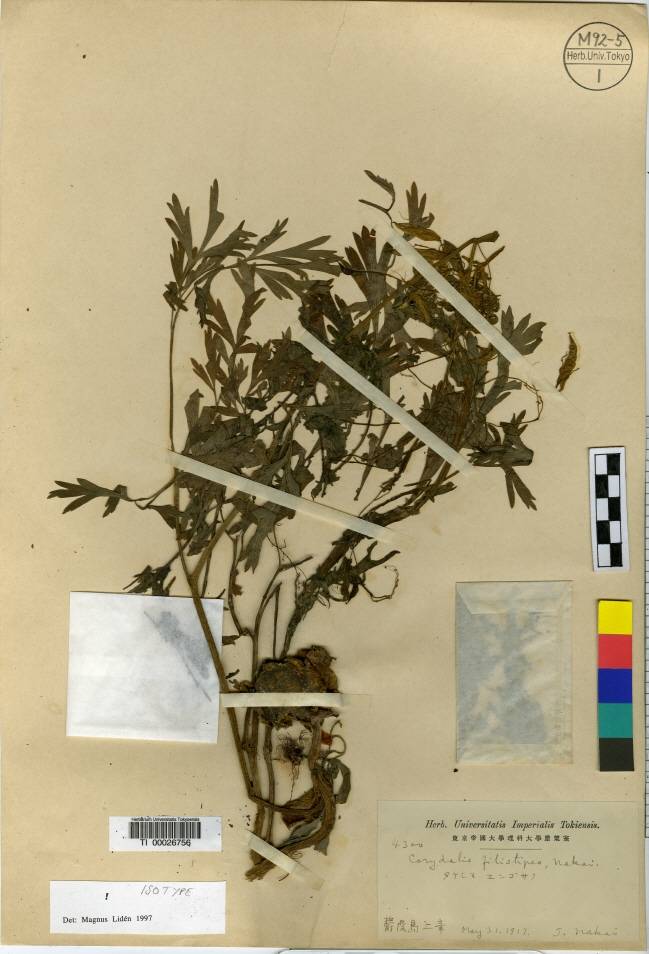 Corydalis filistipes image