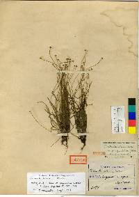Image of Eriocaulon alpestre