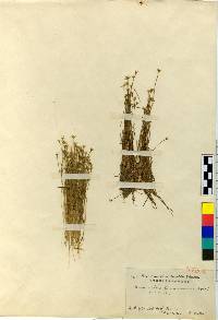 Image of Eriocaulon miquelianum