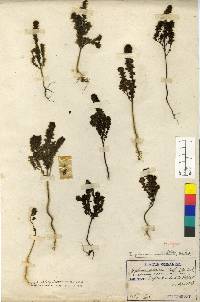 Image of Euphrasia coreana