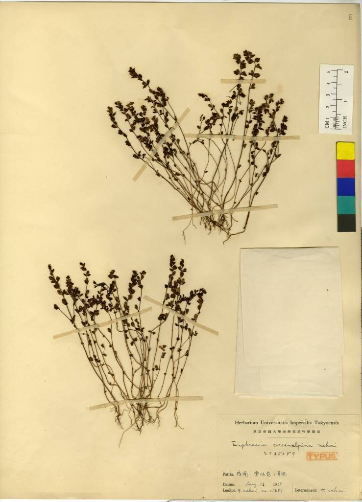 Euphrasia coreanalpina image