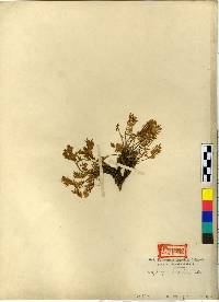 Image of Oxytropis anertii