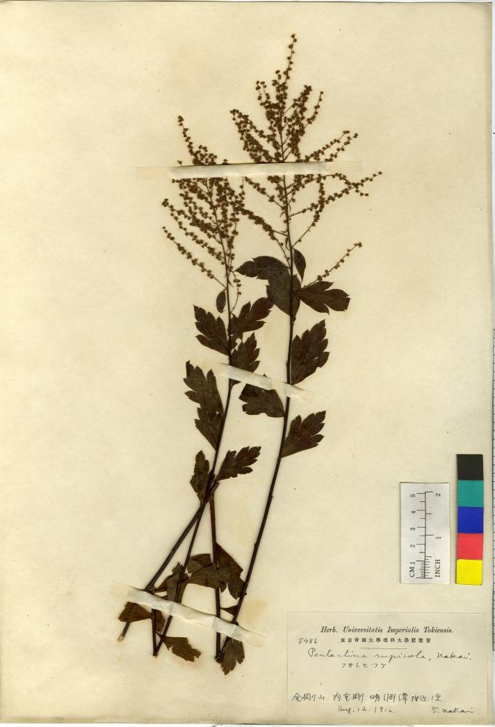 Pentactina rupicola image