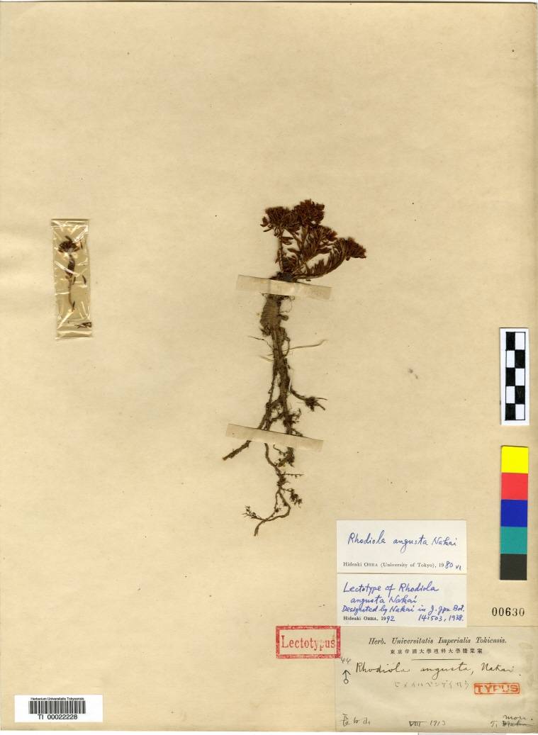 Rhodiola angusta image
