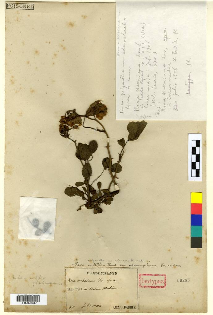 Rosa multiflora image