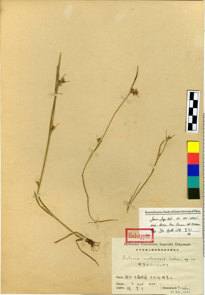 Scleria mutoensis image