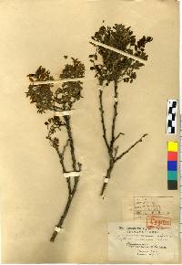 Sophora koreensis image