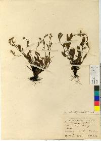 Image of Elaeagnus formosana