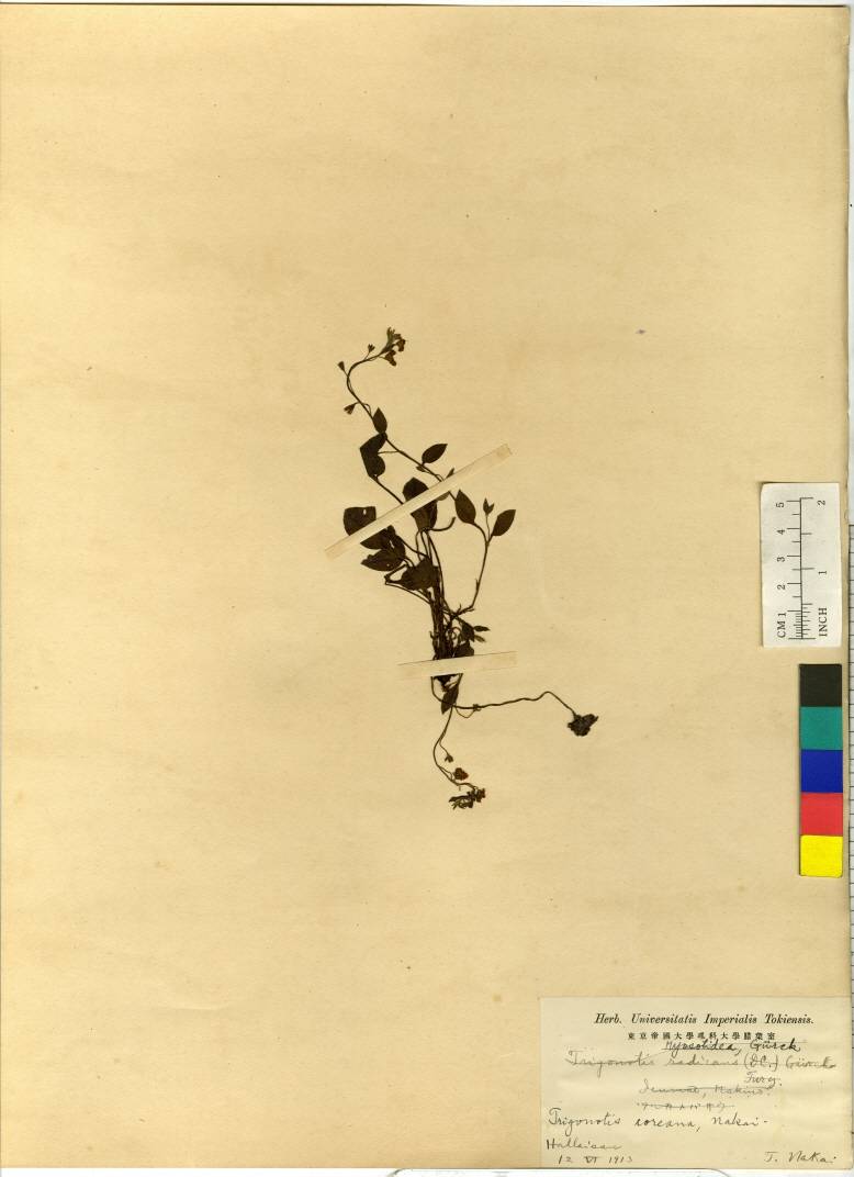Trigonotis radicans image