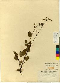 Trigonotis radicans image