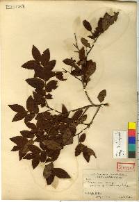 Vaccinium hirtum image