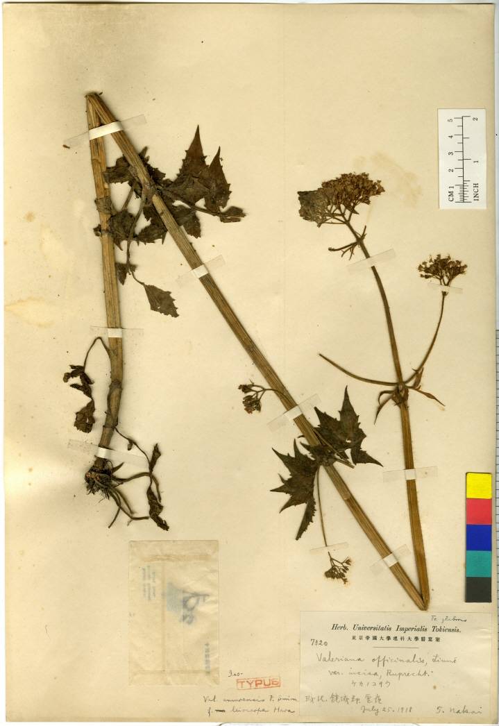 Valeriana amurensis image