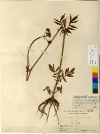 Image of Valeriana fauriei