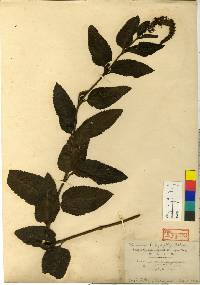 Veronica ovata image
