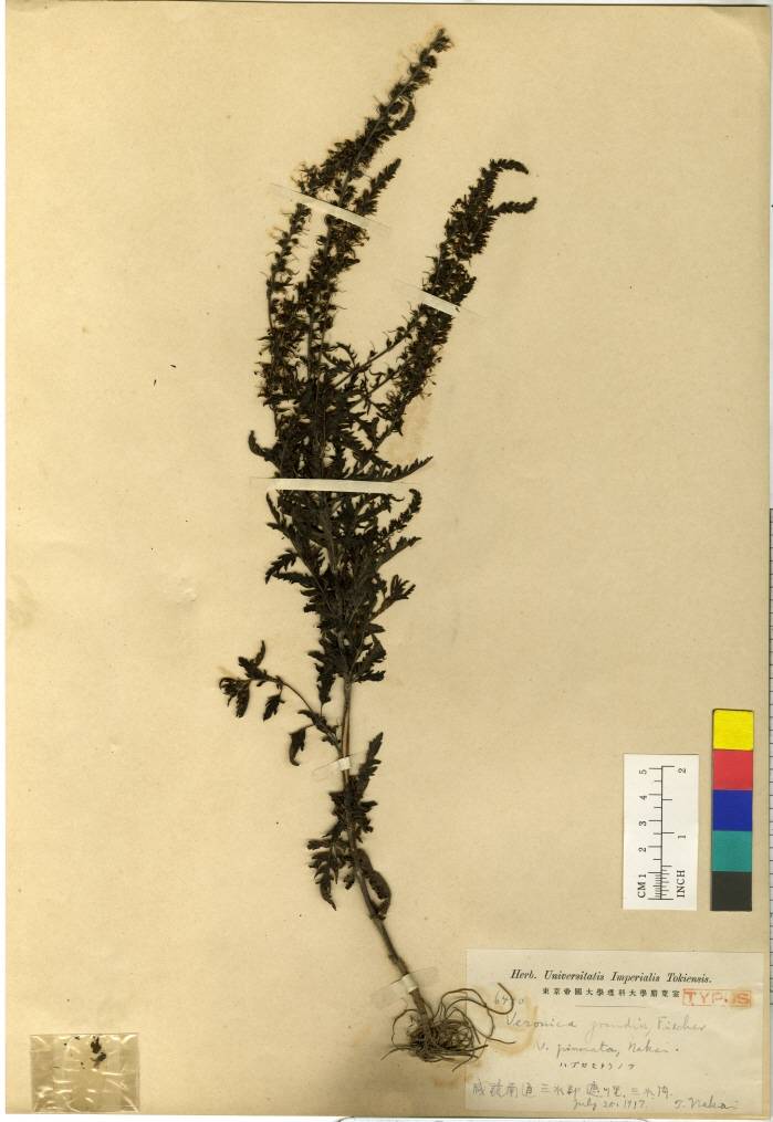 Veronica daurica image