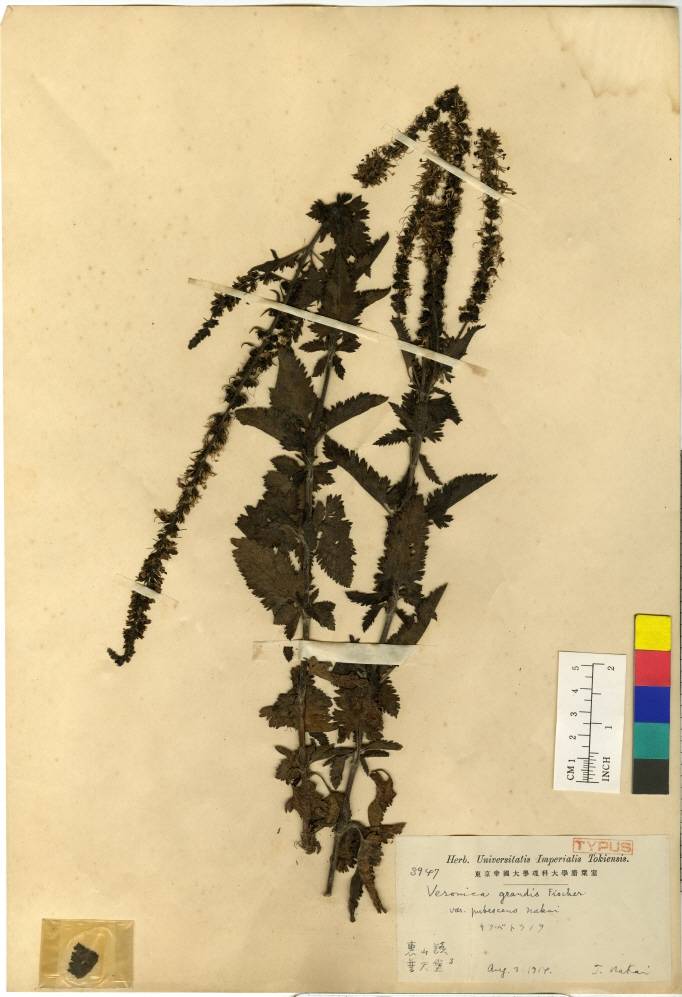 Veronica daurica image