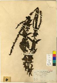 Veronica daurica image