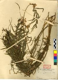 Vicia hirticalycina image