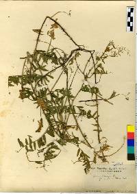 Image of Vicia cracca