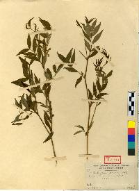 Vicia hirticalycina image