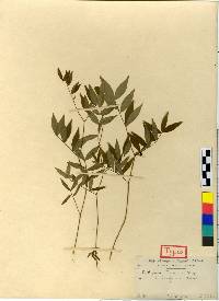 Vicia hirticalycina image