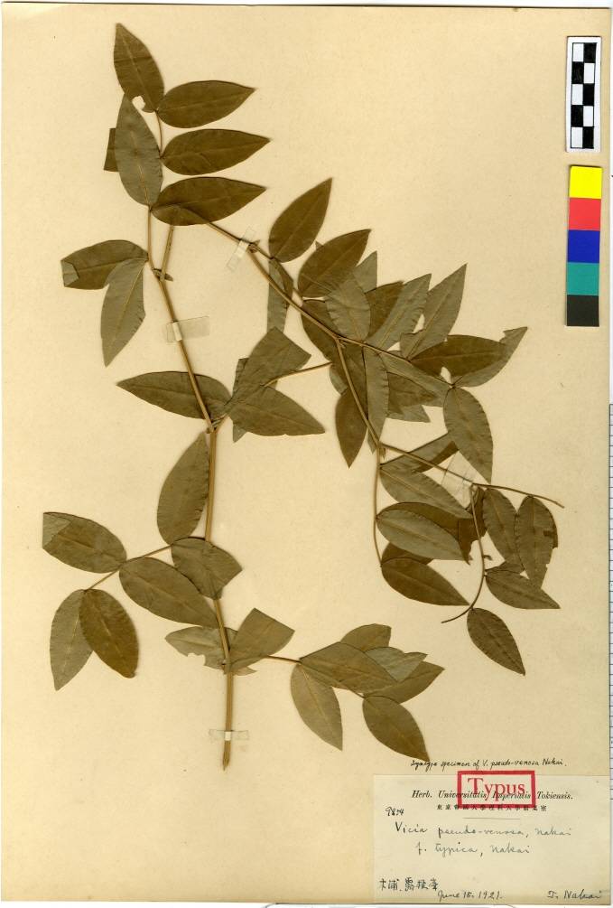 Vicia ramuliflora image