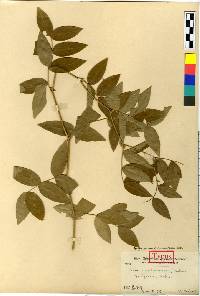 Vicia ramuliflora image