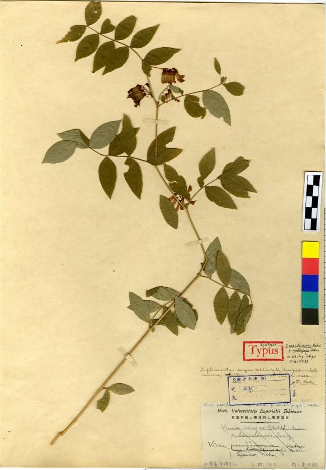 Vicia ramuliflora image