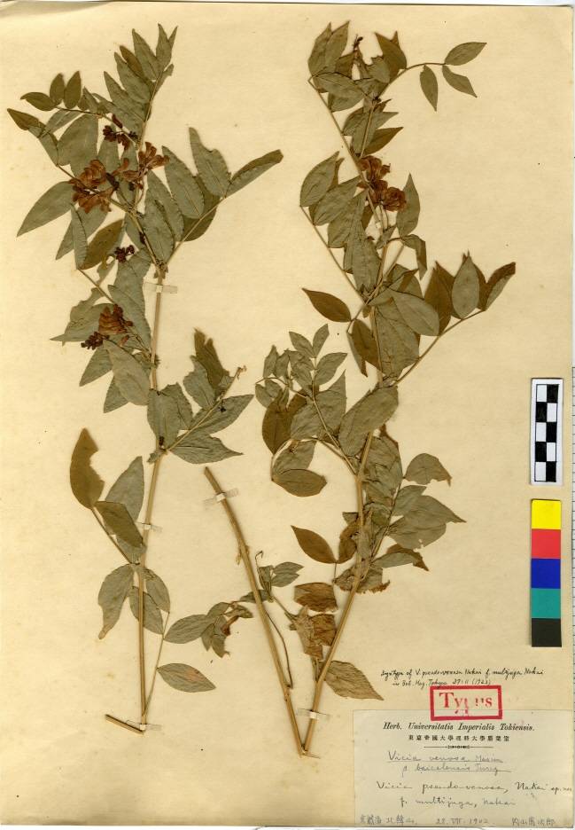 Vicia ramuliflora image