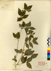 Vicia ramuliflora image