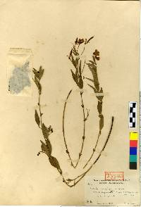 Vicia unijuga image