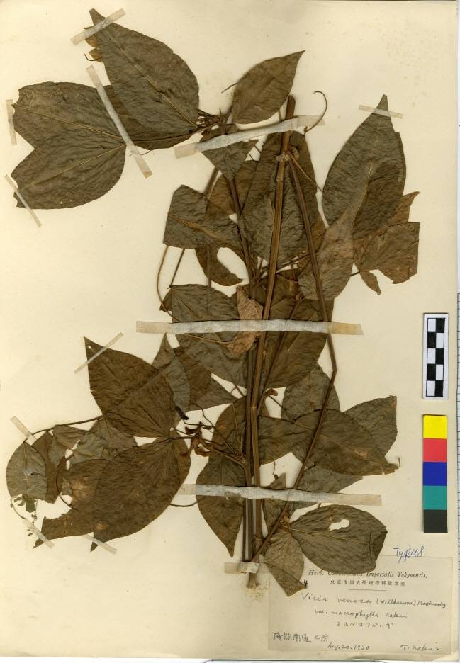 Vicia ramuliflora image