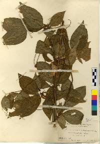 Vicia ramuliflora image