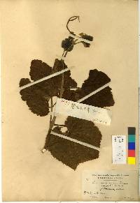 Vitis coignetiae image