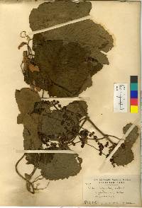 Vitis coignetiae image