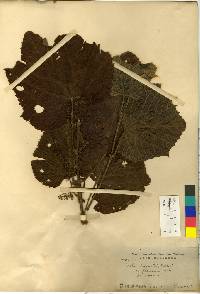 Vitis coignetiae image