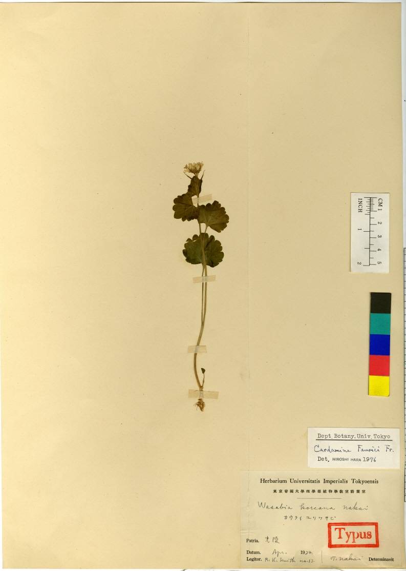 Eutrema japonicum image