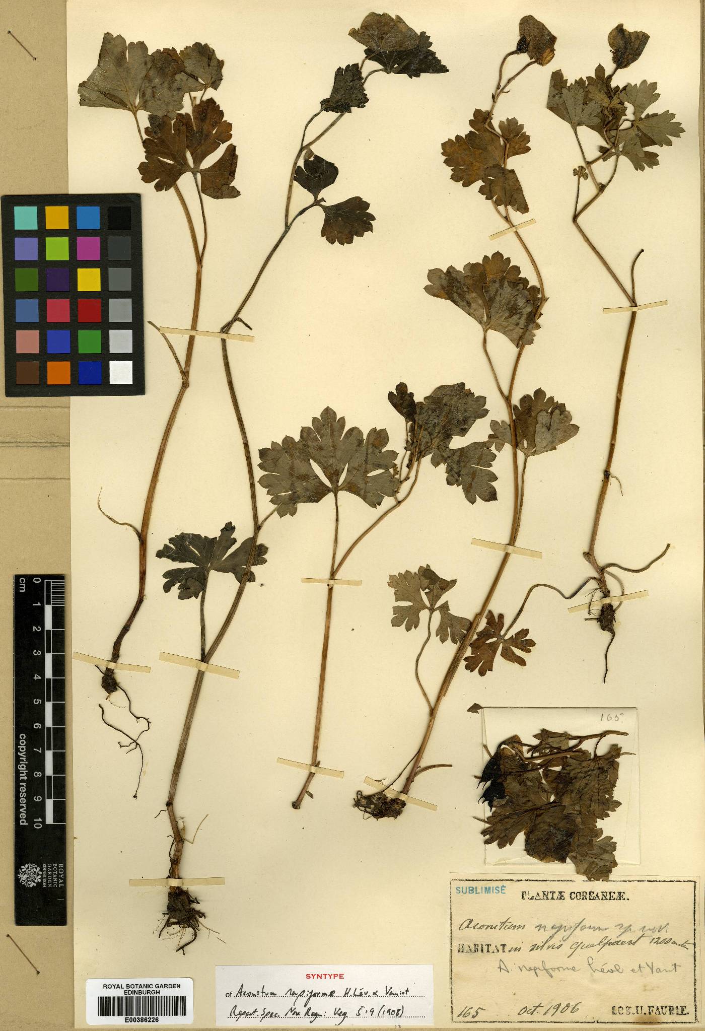 Aconitum japonicum image