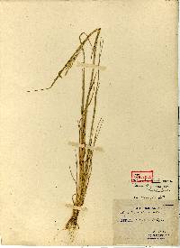 Image of Puccinellia coreensis