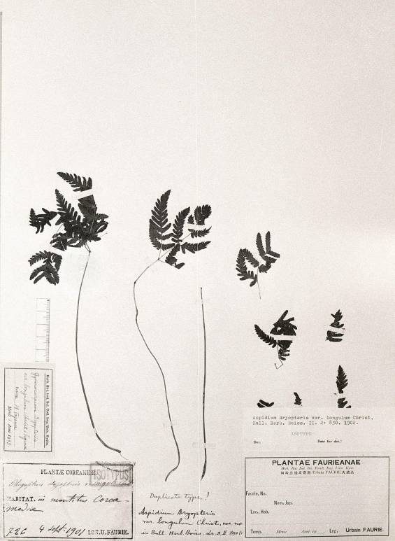 Gymnocarpium remotipinnatum image