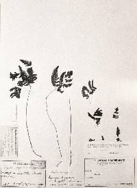 Image of Gymnocarpium disjunctum