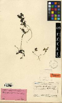 Corydalis lineariloba image