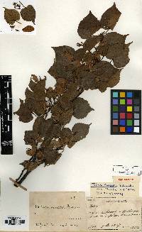 Tilia amurensis image