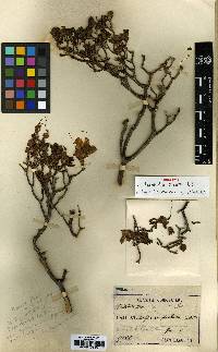 Rhododendron mucronulatum image