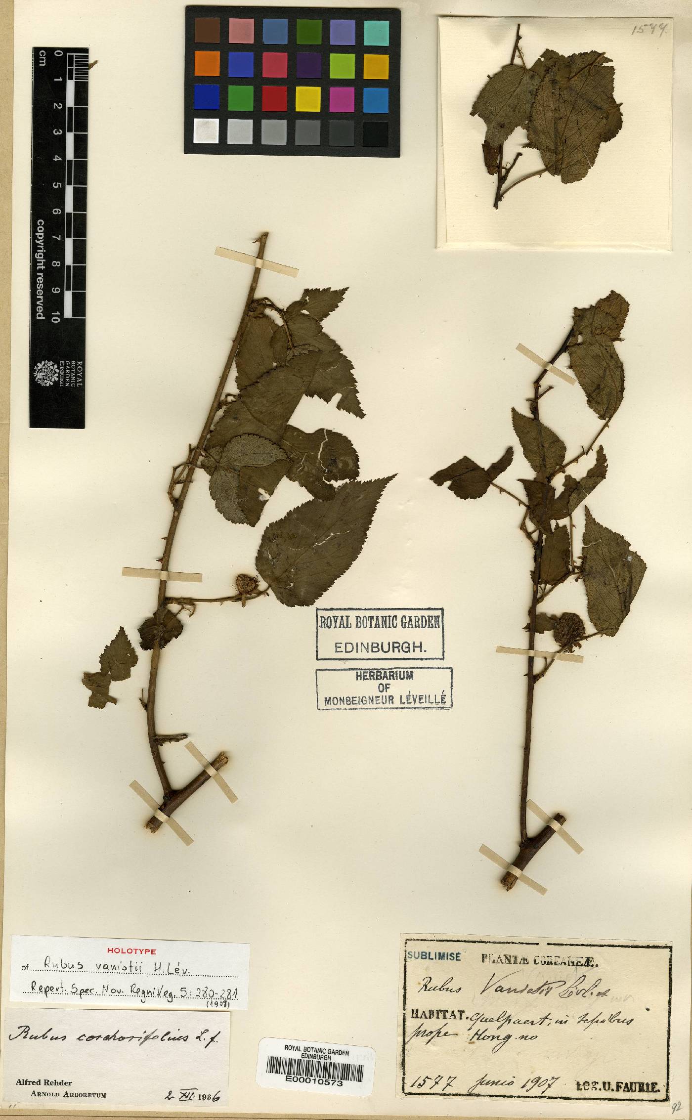 Rubus corchorifolius image
