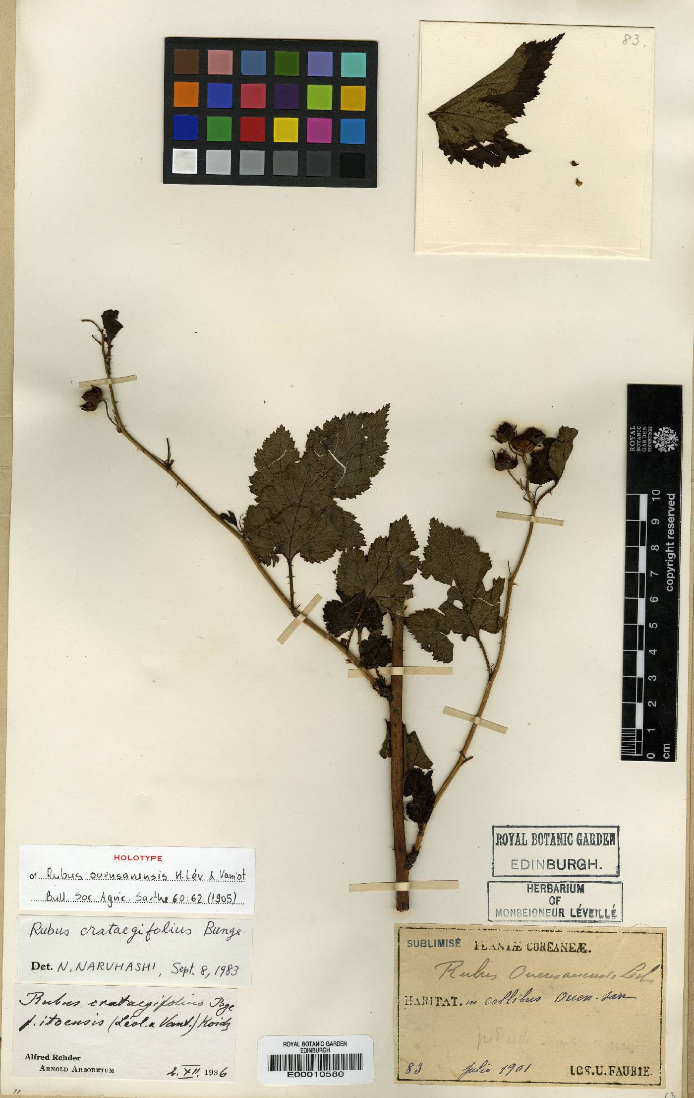 Rubus crataegifolius image