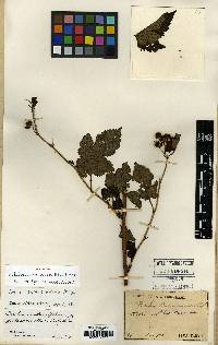 Rubus crataegifolius image