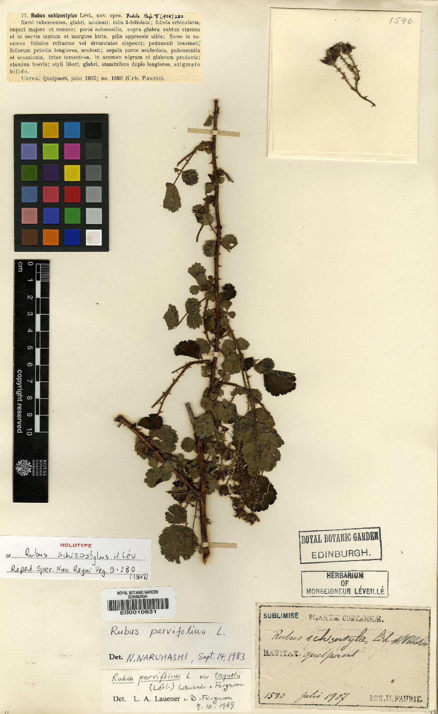 Rubus parvifolius image