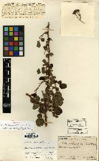 Rubus parvifolius image